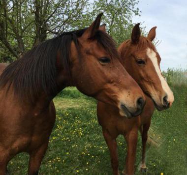 Quatzenheim Chambres D'Hotes De Charme A La Ferme Freysz المظهر الخارجي الصورة